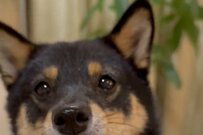 「ヨシ」を待つ豆柴犬　我慢しているものの…かわいすぎる行動に「寸止めできるけど抗えない」