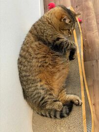 体重6kgマンチカンの繰り出すドヤ顔が可愛い！「最強」「たまりません！」