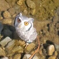 【癒し】水浴びをするフクロウの表情が可愛い！力強く羽ばたく姿から目が離せない
