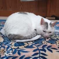 飼い主が「シャツ」を脱いで置いていたら…激しく匂いを嗅ぐ猫に笑っちゃう！「愛に溢れてる」の声