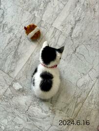 お団子模様の猫ちゃんの半年後　お団子増えてる？！　ちっちゃい頃はパヤ毛が可愛すぎて3.9万いいね