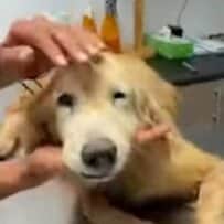 点滴が刺さったまま捨てられていた老犬を救助、ようやく手に入れた穏やかな日々に心打たれる