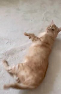 朝寝坊した猫ちゃんの可愛すぎる行動にキュン！構ってほしそうな様子に癒される人続出