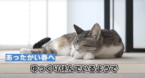 猫ちゃんたちの気ままな姿に癒される…あたたかい気候の日に猫ちゃんがとる行動が可愛い