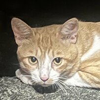 毎日先住猫に会いに来る野良猫を家族に迎え、1年後「表情の変化」に目頭が熱くなる