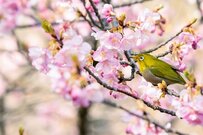 【次の年金支給日は4月15日】60歳〜89歳の「厚生年金・国民年金」平均受給額を年代別に完全ガイド！