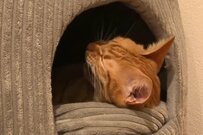 「目が開かず声も出ない」慌てて保護した猫…成長した姿に感動