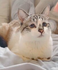 「正直に名乗り出てください」　おててないないの猫に「ついやってしまう事」に共感続出