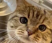 お口をもぐもぐしながら必死に水を飲む猫ちゃん　一生懸命な姿が「可愛すぎる」と話題に