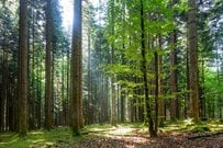 長野県の神社にある「巨大な樹が連なる参道」　圧巻の光景に「異世界への入口みたい」との声も