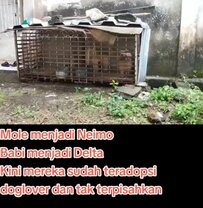 3年間、狭い鉄格子に閉じ込められた「2匹の犬」を救出→里親の家で幸せに暮らす姿に「私も幸せ！」の声