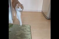 完全に言葉を理解している猫達　軽やかに集合した魔法の言葉とは