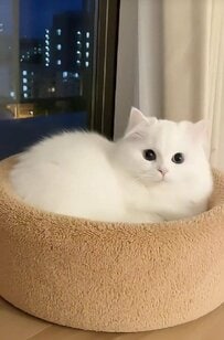 「世界一可愛いかもしれん」猫ちゃんの朝に密着　「お人形みたい」可愛さに反響続出