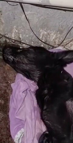 【保護犬】意識不明だった子犬　懸命な治療を乗り越えて見せた奇跡の変化