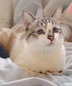 「正直に名乗り出てください」　おててないないの猫に「ついやってしまう事」に共感続出