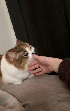 「めっちゃ失礼で面白可愛い」飼い主さんの手をくんくん…その後の猫ちゃんの反応に笑ってしまう