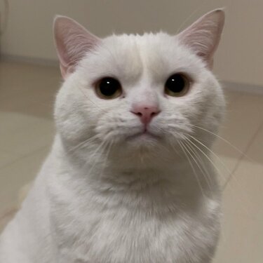 まんまるフェイスの猫ちゃんの「んっ」としたふくれ顔が可愛い