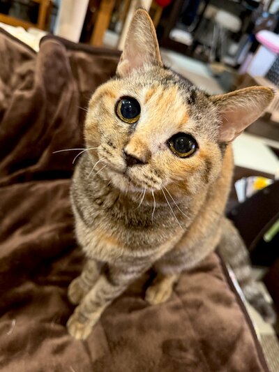 大きな目で見つめるテトラちゃん