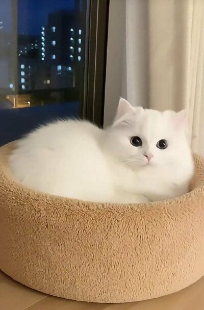 朝が来て目を覚ましたコチカちゃん