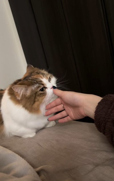 飼い主さんの手に顔を寄せる猫のほっけちゃん