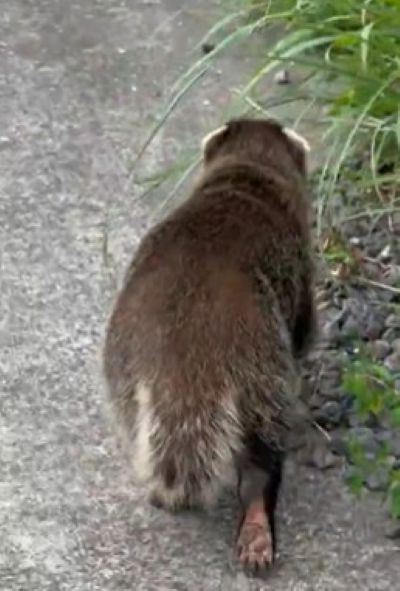 「アナグマでは？」と推測される