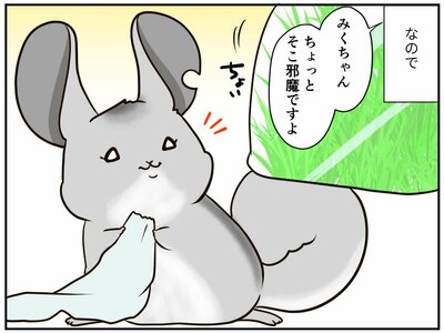 チンチライフ185話