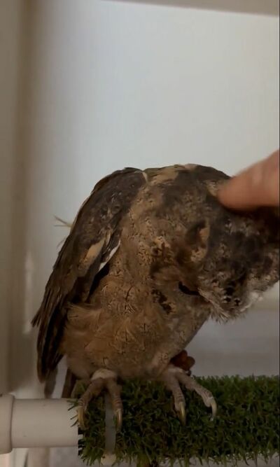 投稿動画のワンシーン