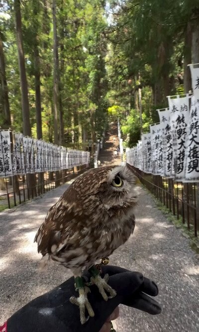 投稿動画のワンシーン