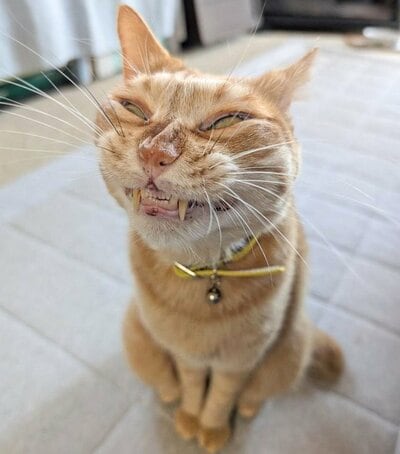 投稿の画像