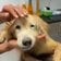 点滴が刺さったまま捨てられていた老犬を救助、ようやく手に入れた穏やかな日々に心打たれる
