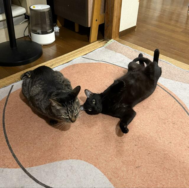 ひっくり返って動かない黒猫　その後の「同居猫達」の行動にホッコリ