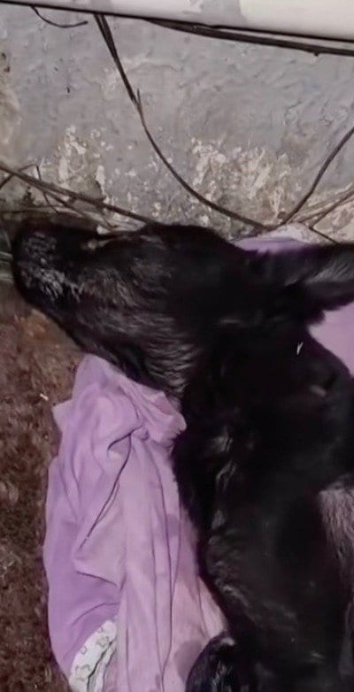 【保護犬】意識不明だった子犬　懸命な治療を乗り越えて見せた奇跡の変化