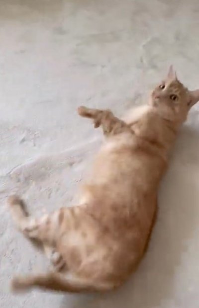 朝寝坊した猫ちゃんの可愛すぎる行動にキュン！構ってほしそうな様子に癒される人続出