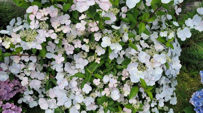 枝いっぱいに毎年モリモリ咲く〈アジサイ〉なら、1株で庭やベランダが華やかに。初心者にもおすすめ！ベビー苗から育てるのも！