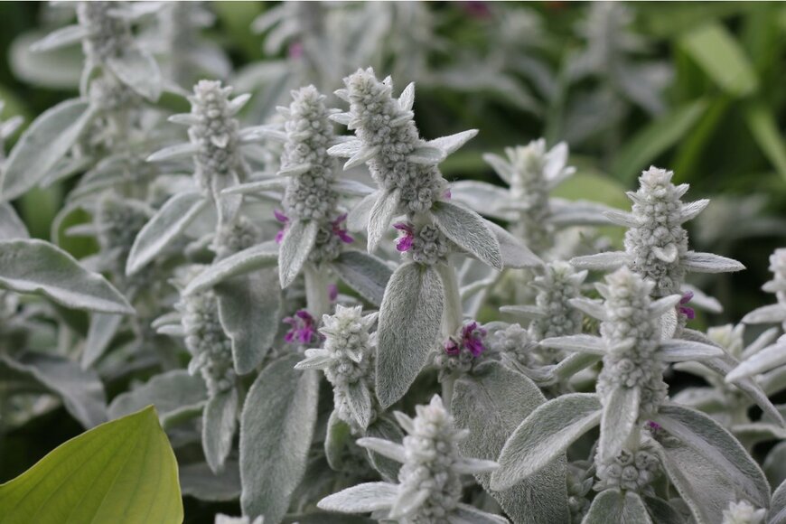 Asya_73/shutterstock.com