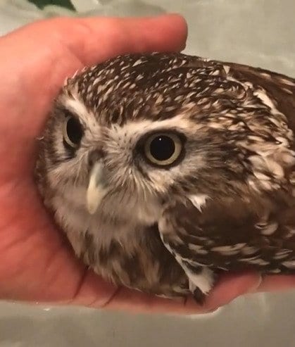 【フクロウのバスタイム】飼い主の手のひらに収まってちゃぷちゃぷする姿に癒される人続出！