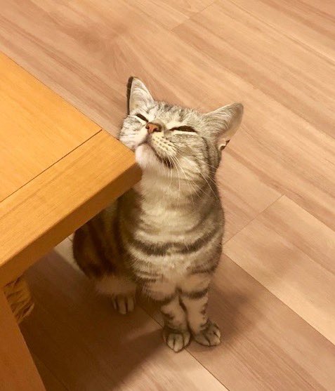夏毛から冬毛になった猫ちゃん、同じ場所で比較した写真にホッコリ。2.4万いいねの反響