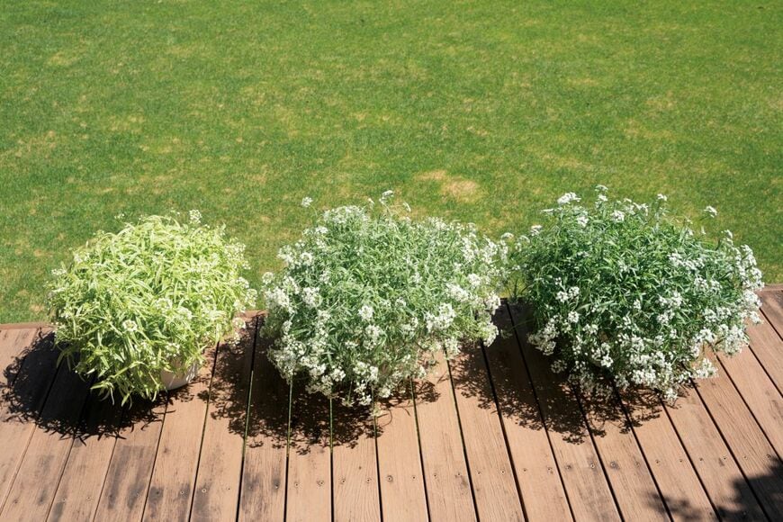 出所：PROVEN WINNERS（R）