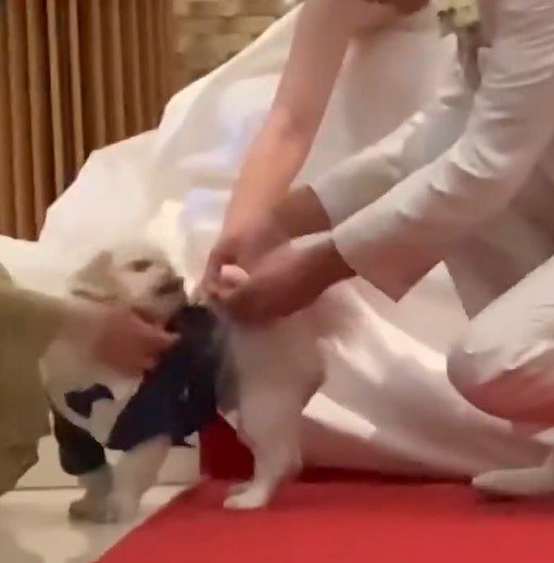 出所：@The_Mucho_World