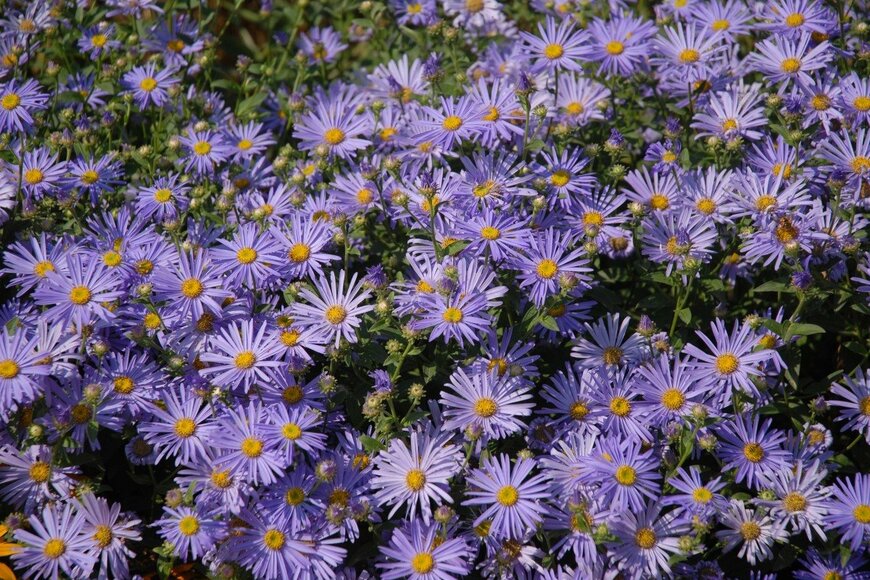 Josie Elias/shutterstock.com