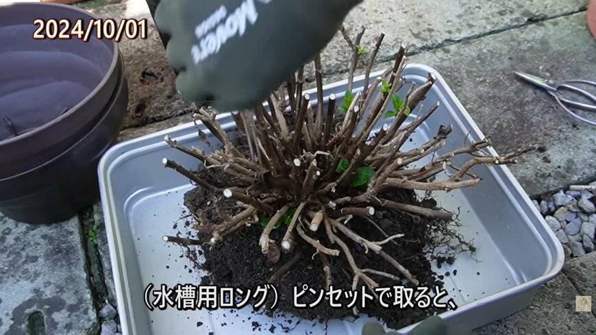 出所：@ohanachannel30