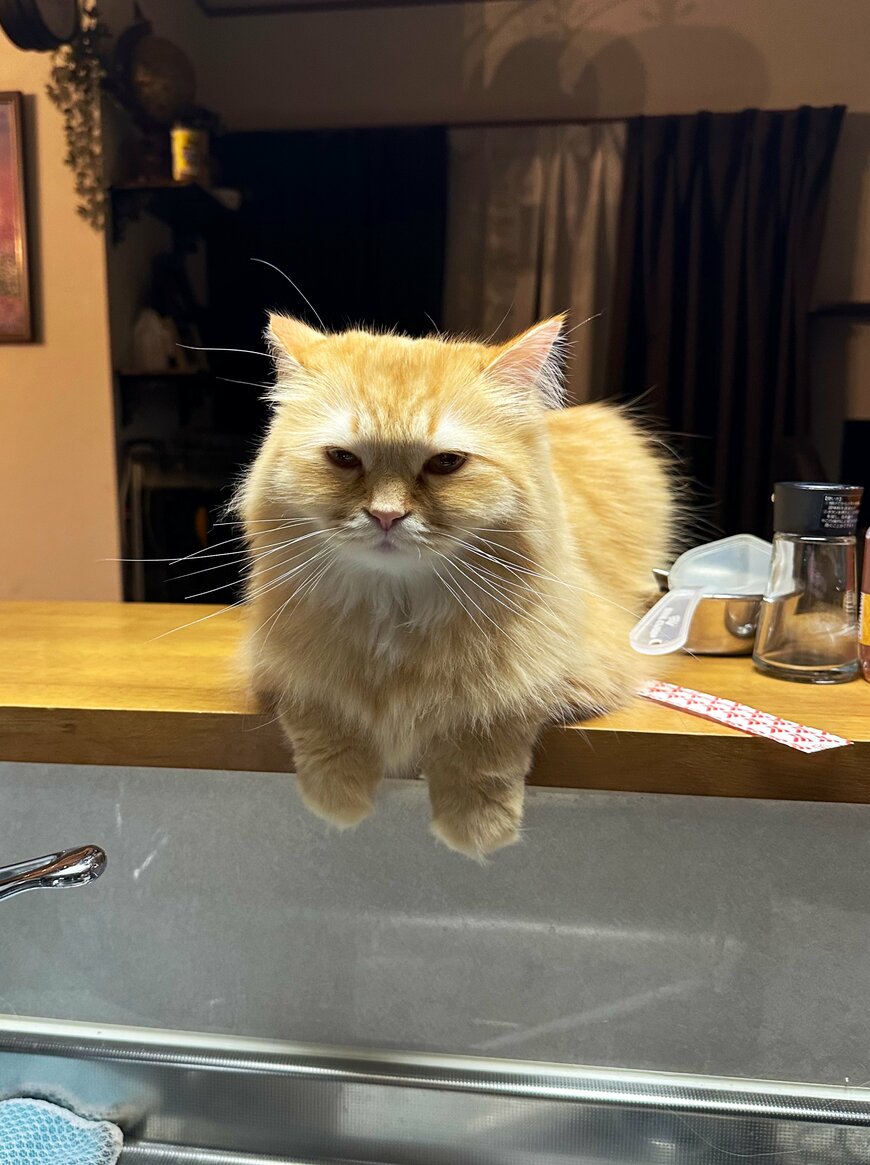 出所：@NEKOLAND13