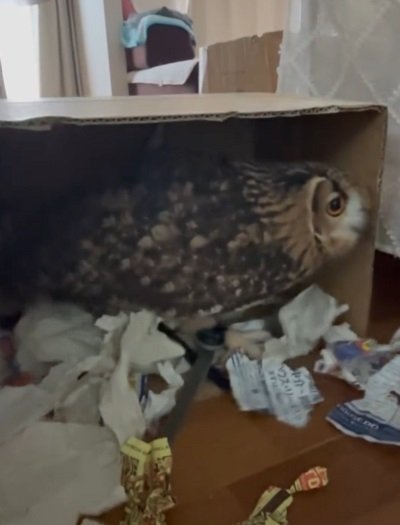 出所：@miracle_meg