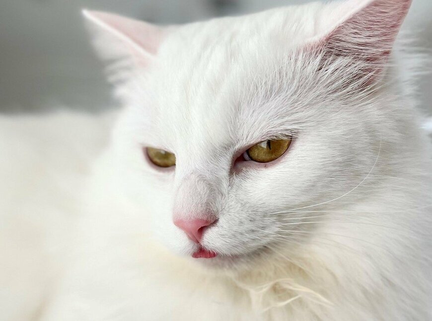 出所：@meltube_cat