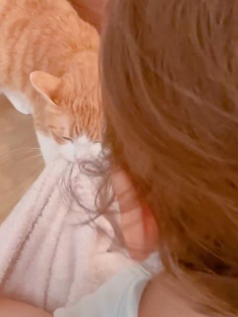 【邪魔しないでほしいニャ】猫ちゃんの「絡んでくる幼児」への対策が賢すぎて笑ってしまう！