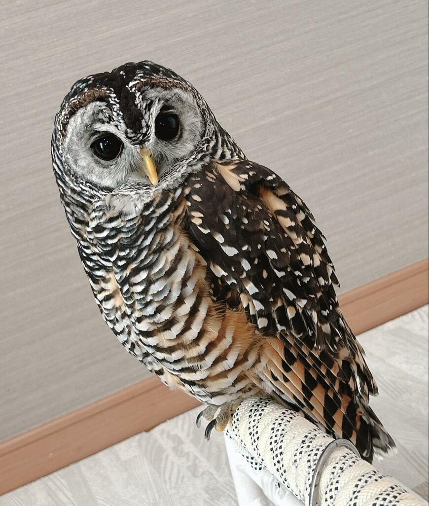 出所：@kanata_akas