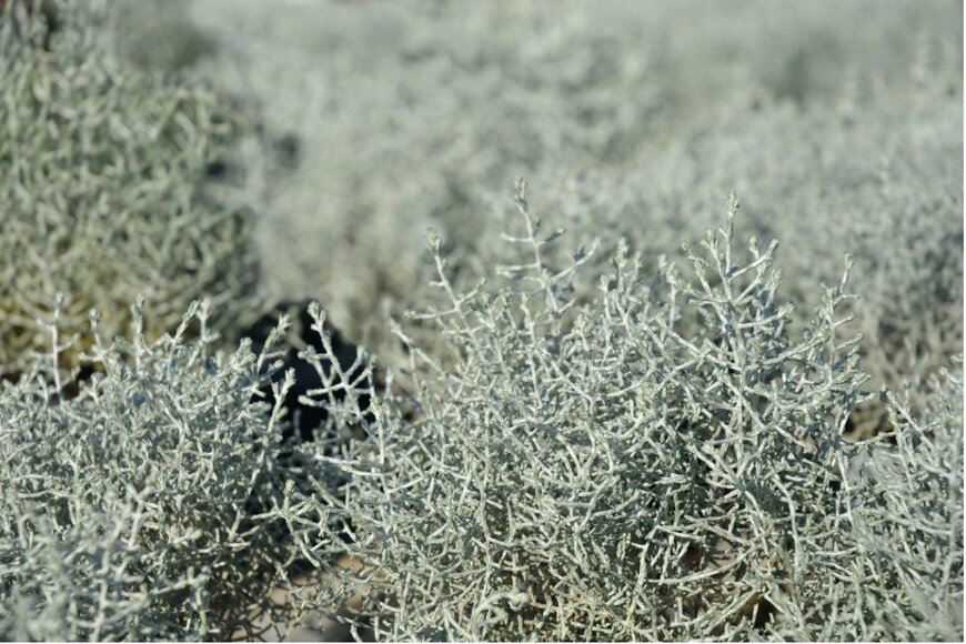 カロケファルス　Nahhan/istockphoto.com