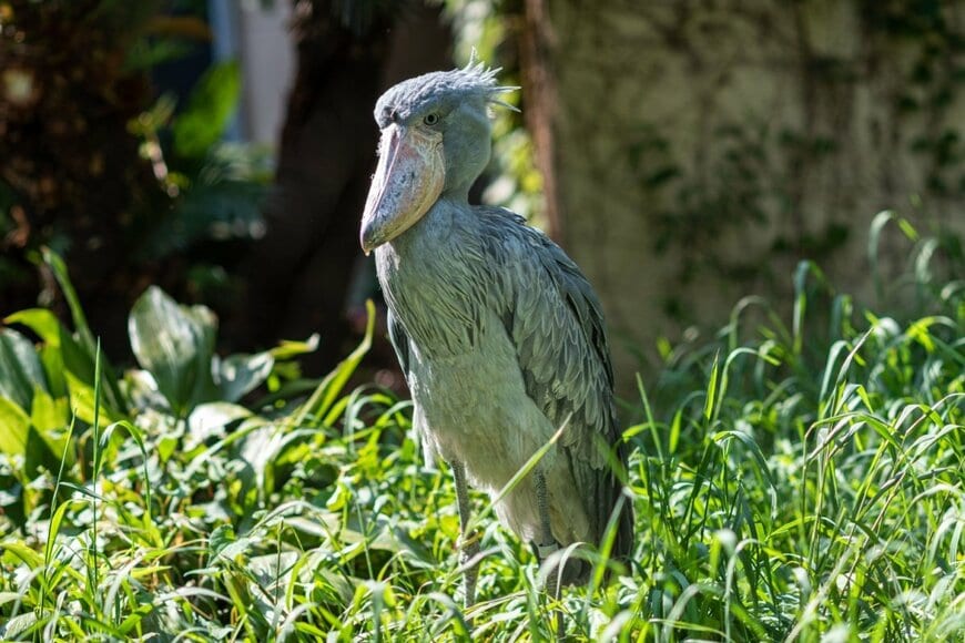「ラスボス感が出てる」ハシビロコウの奇跡的な1枚　圧倒的な強者オーラを感じる様子に衝撃