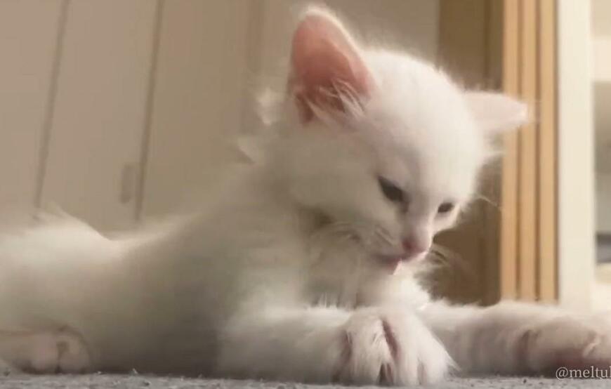 出所：@meltube_cat