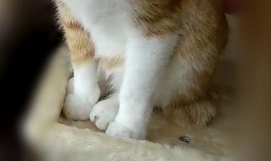 出所：@mero627puri914